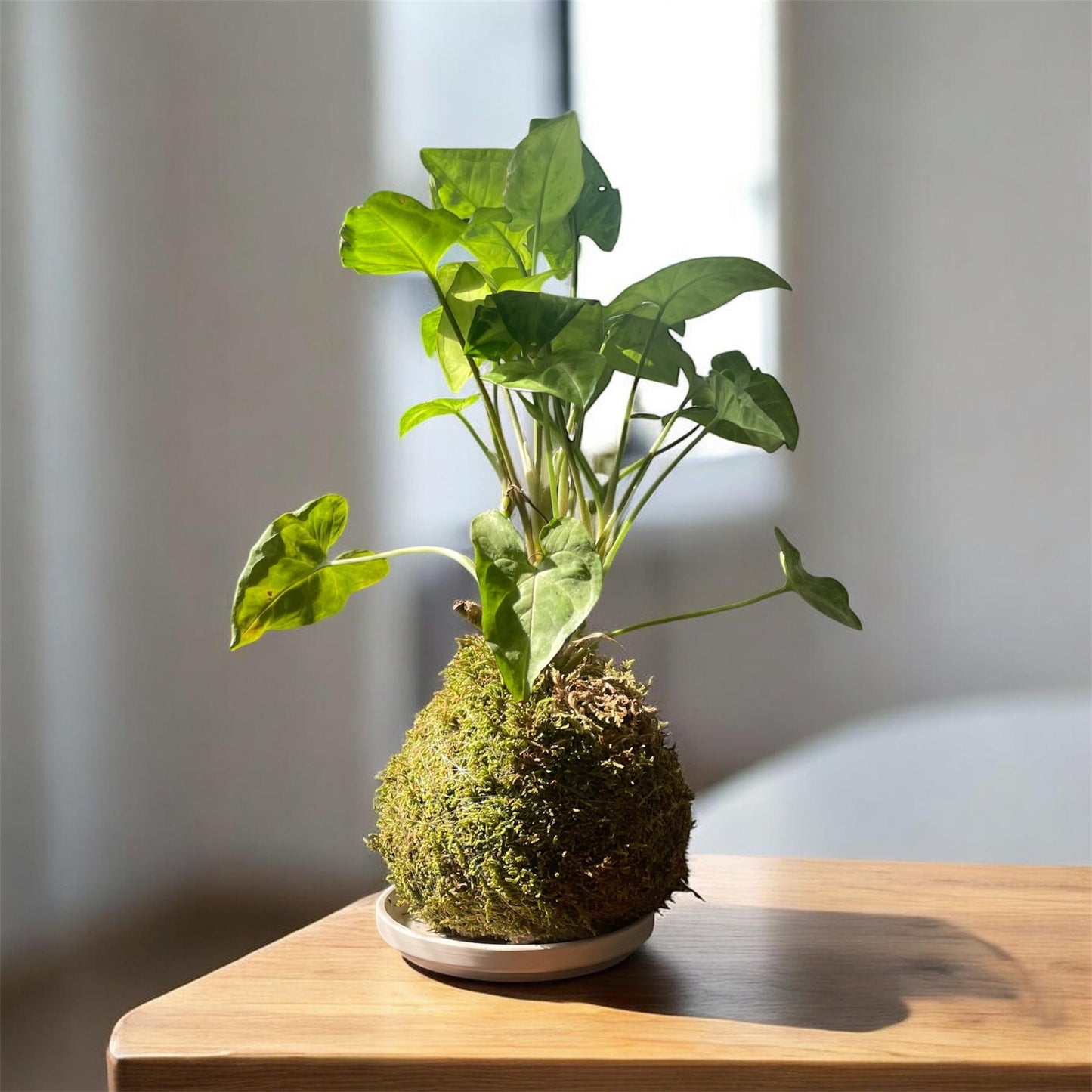 Syngonium 'podophyllum' Kokedama