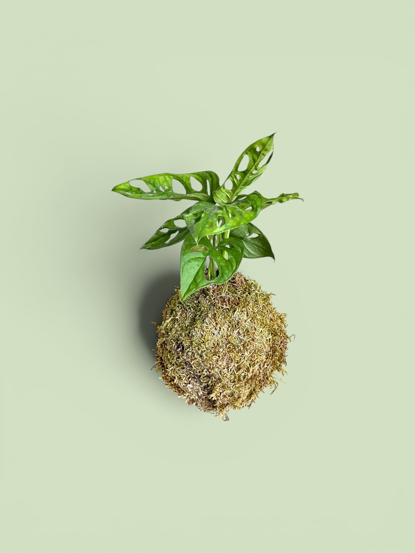 Monstera 'Sweet Cheese' Kokedama