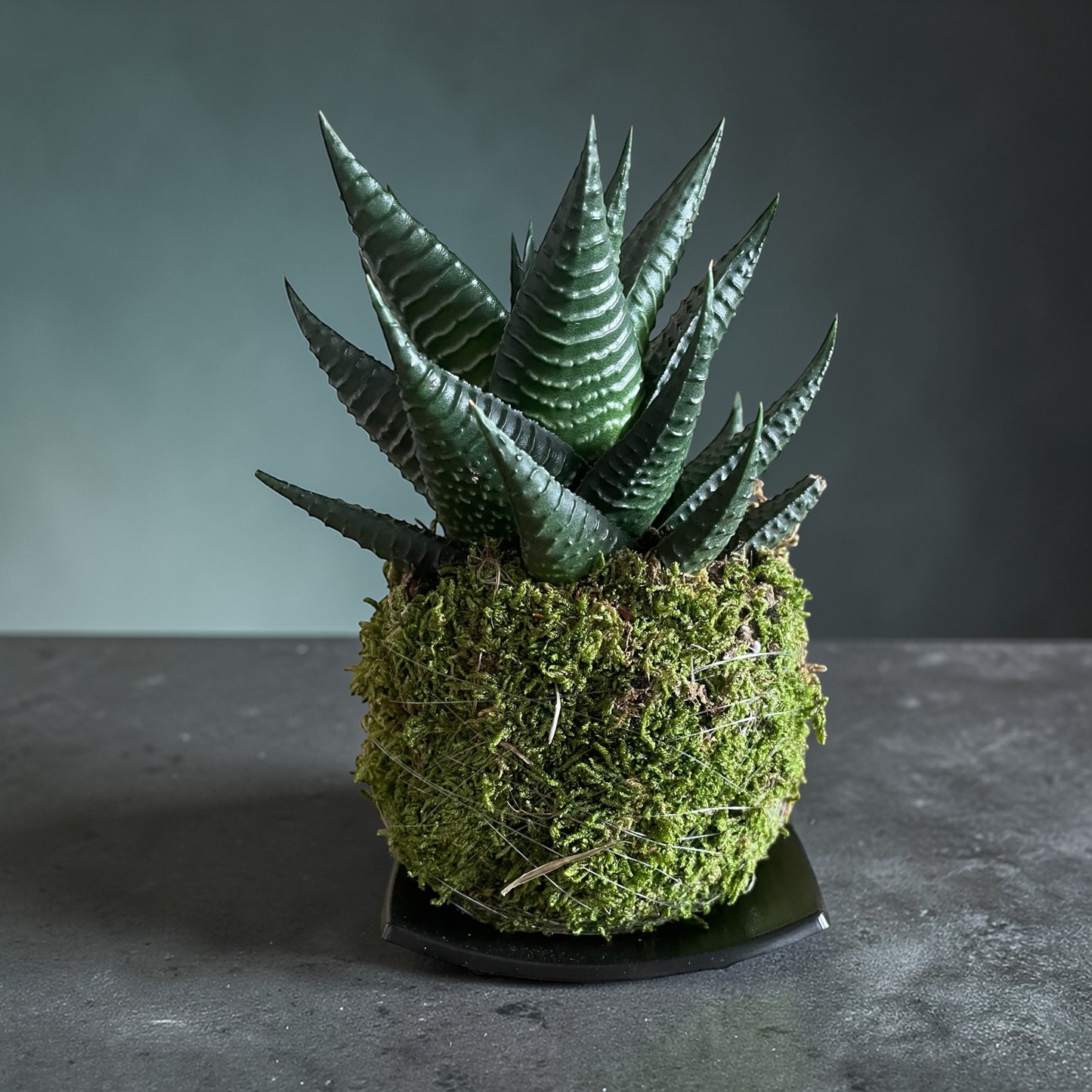 Haworthia Kingiana