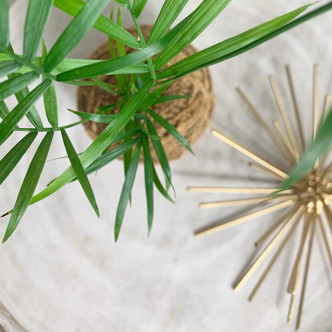 Why Kokedama's are so beneficial?
