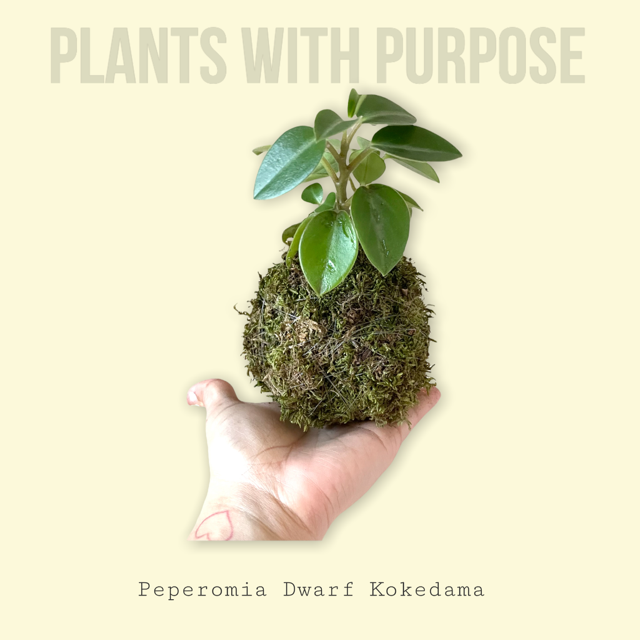 Benefits of Houseplants