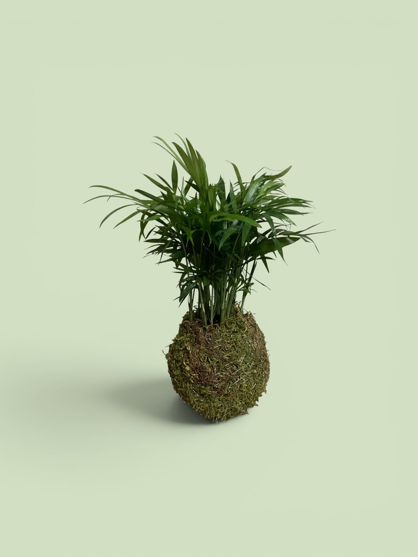 Mini Parlor Palm Kokedama