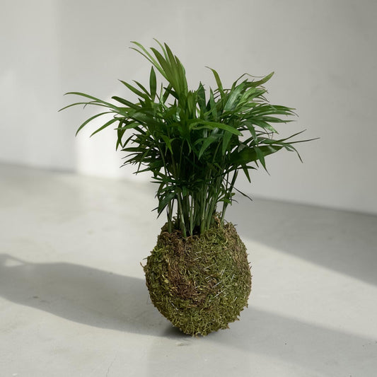 Mini Parlor Palm Kokedama