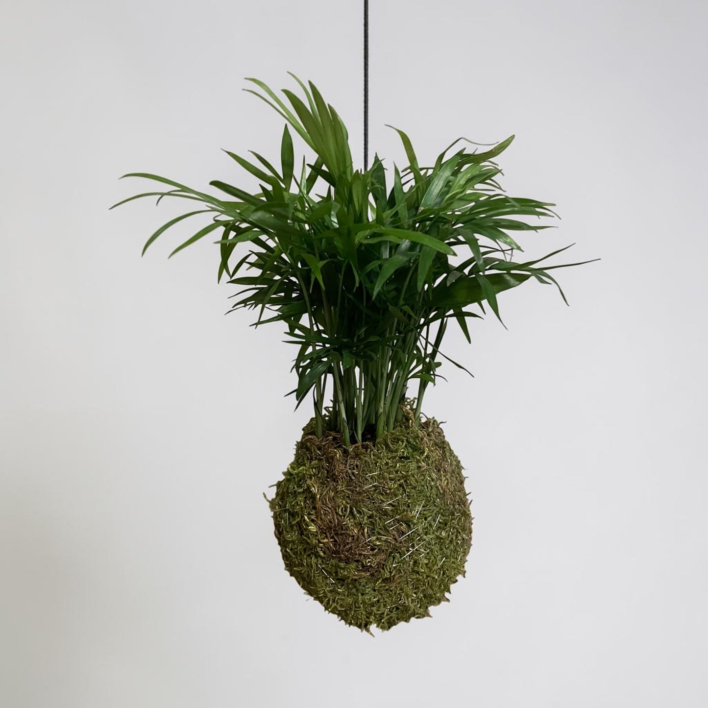 Mini Parlor Palm Kokedama