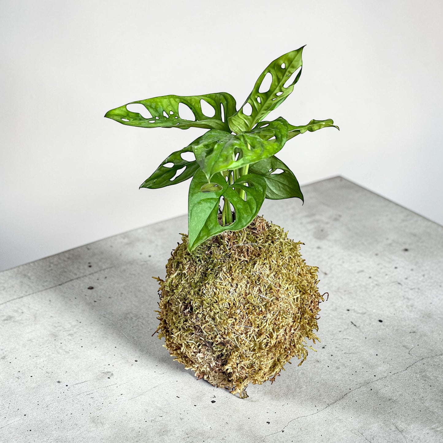 Monstera 'Sweet Cheese' Kokedama