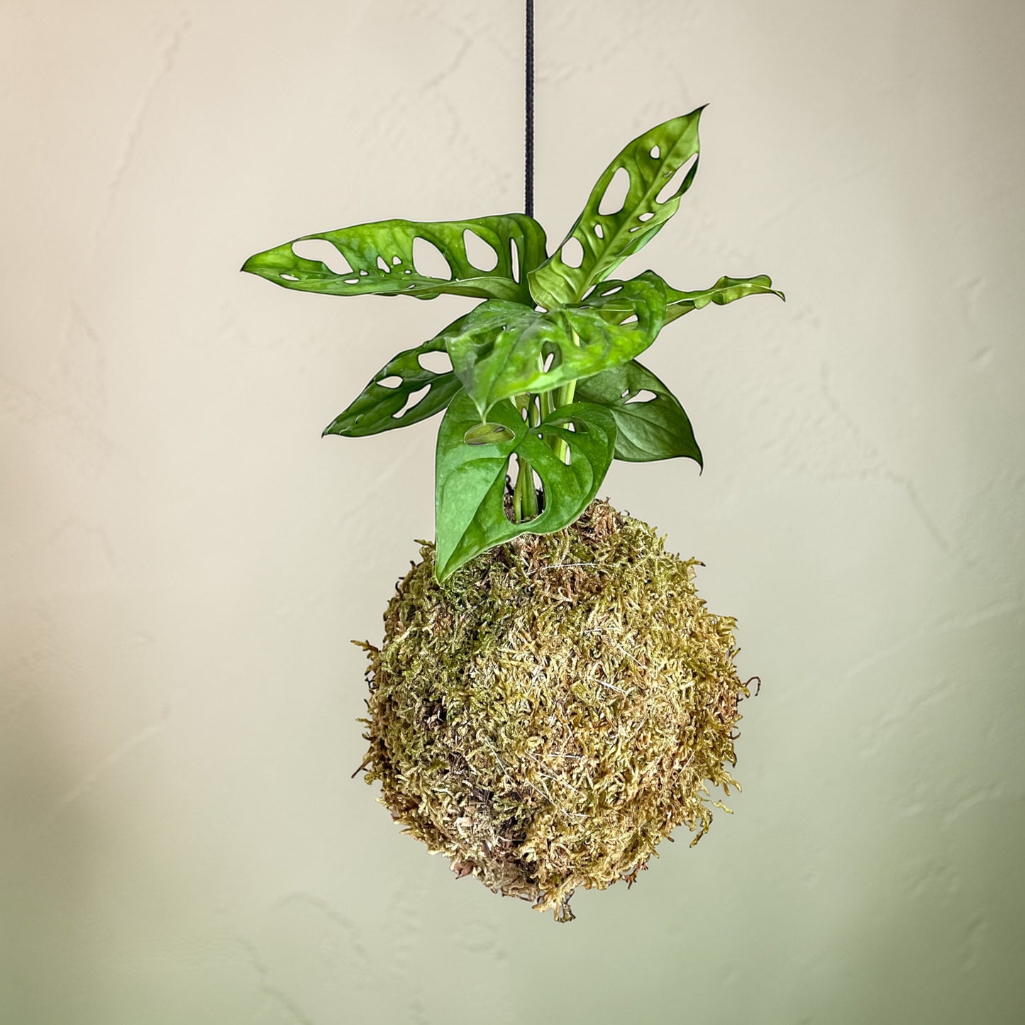 Monstera 'Sweet Cheese' Kokedama