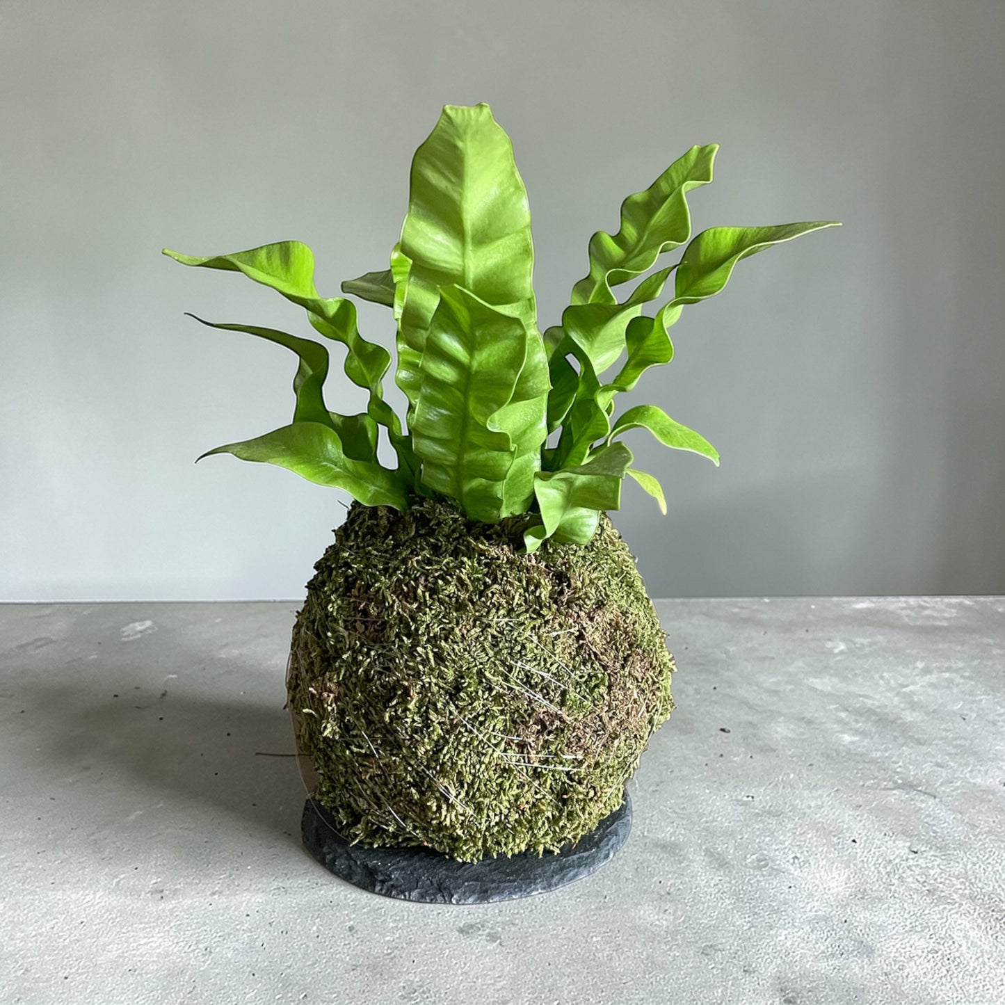 'Crispy Wave' Fern 'Asplenium nidus' Kokedama