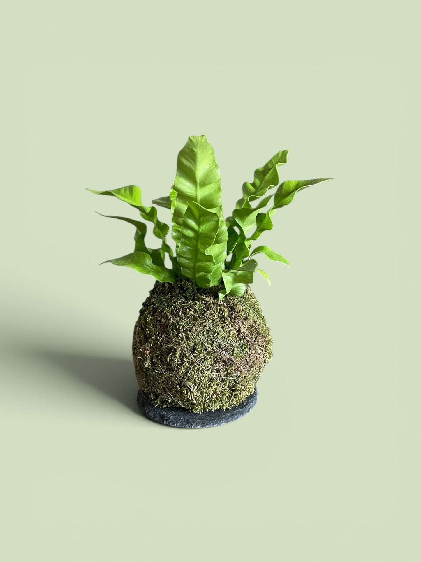 'Crispy Wave' Fern 'Asplenium nidus' Kokedama