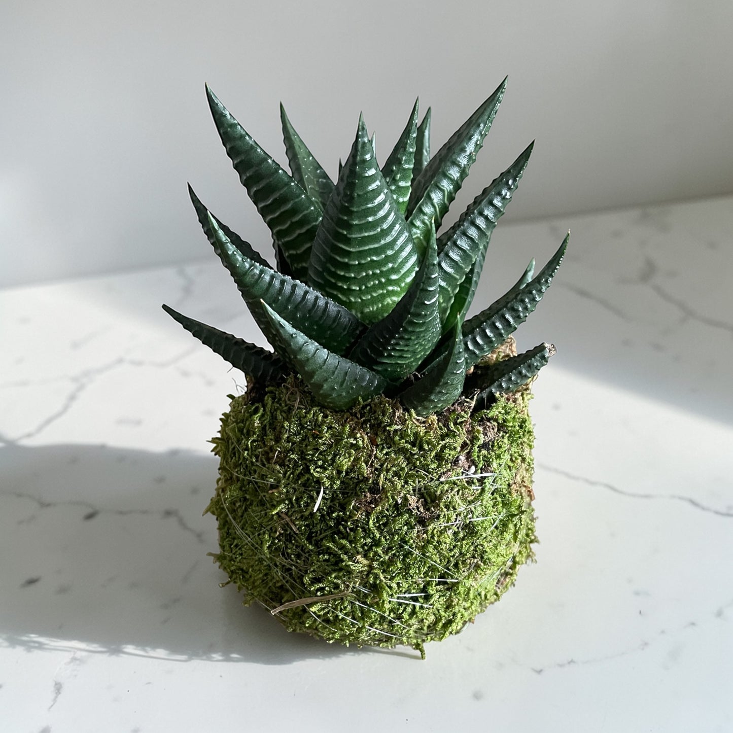 Haworthia Kingiana