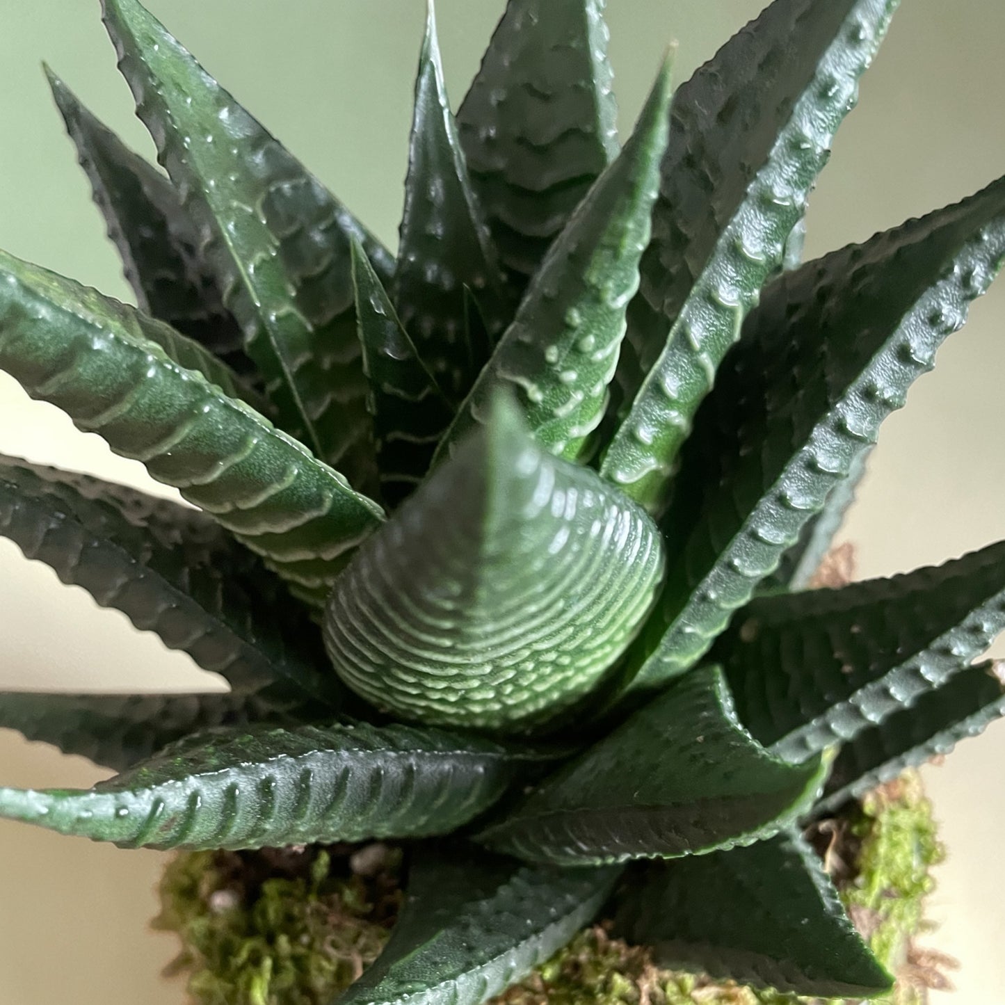 Haworthia Kingiana