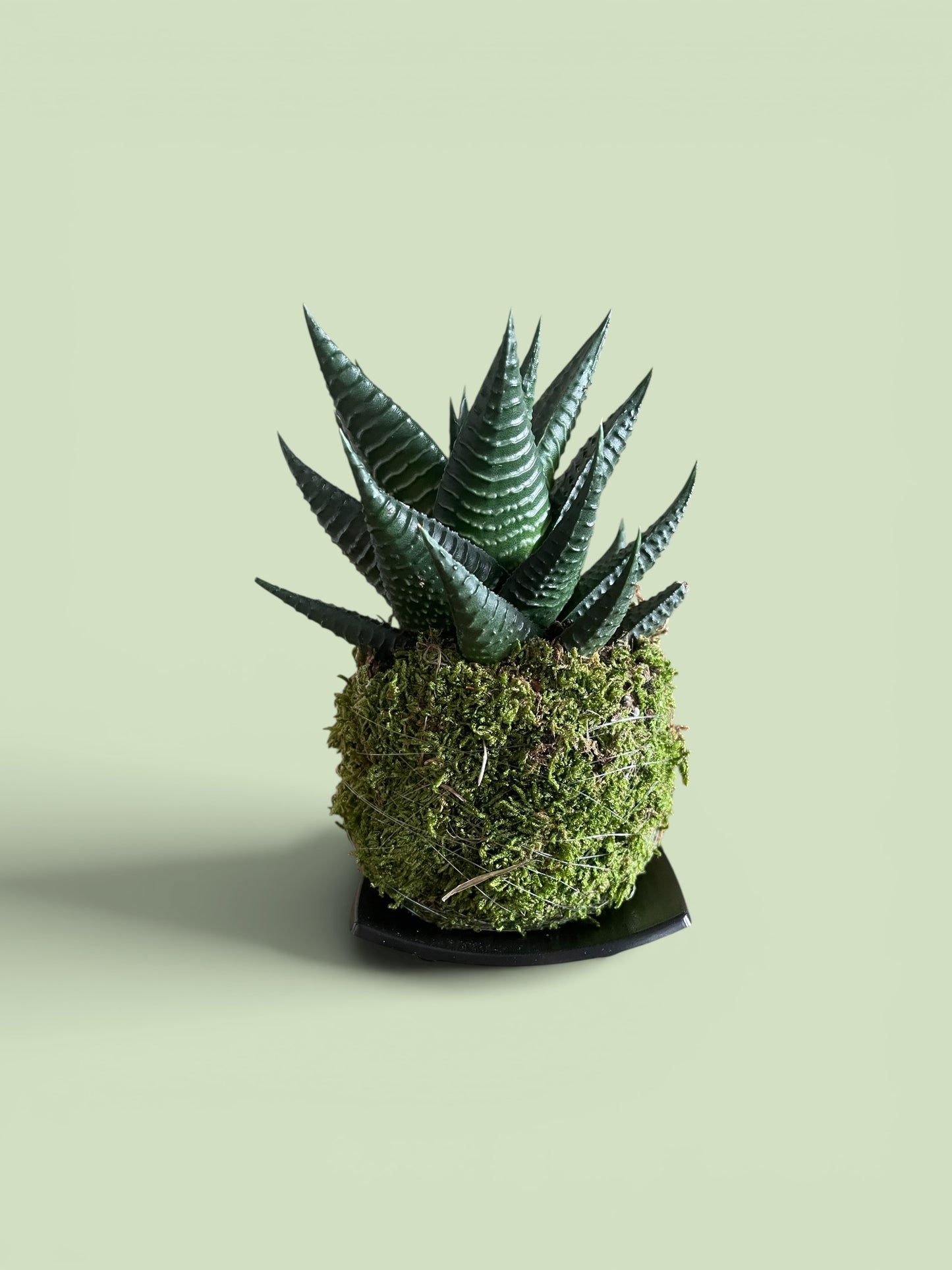 Haworthia Kingiana