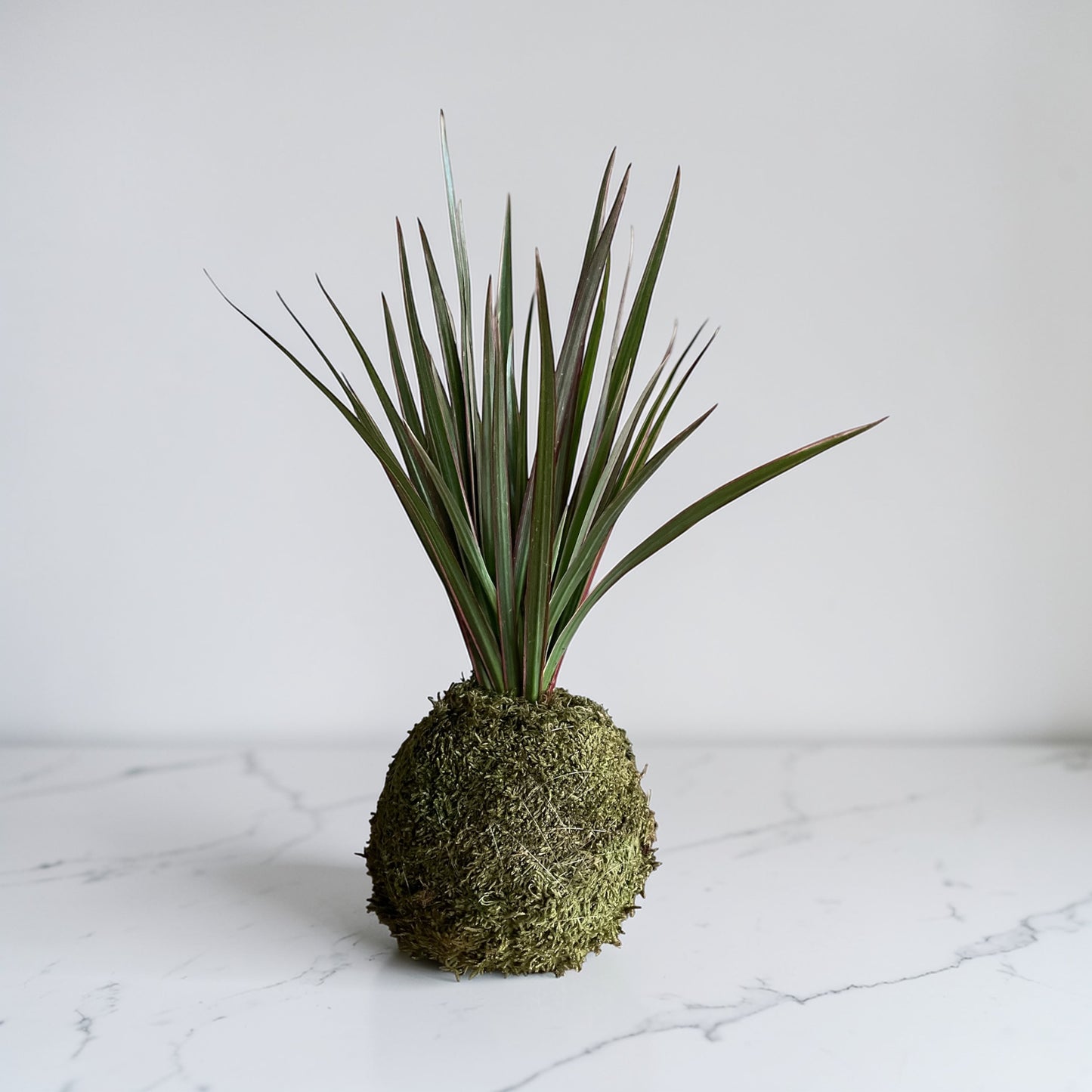 Bicolor Dragon Tree (Dracaena)