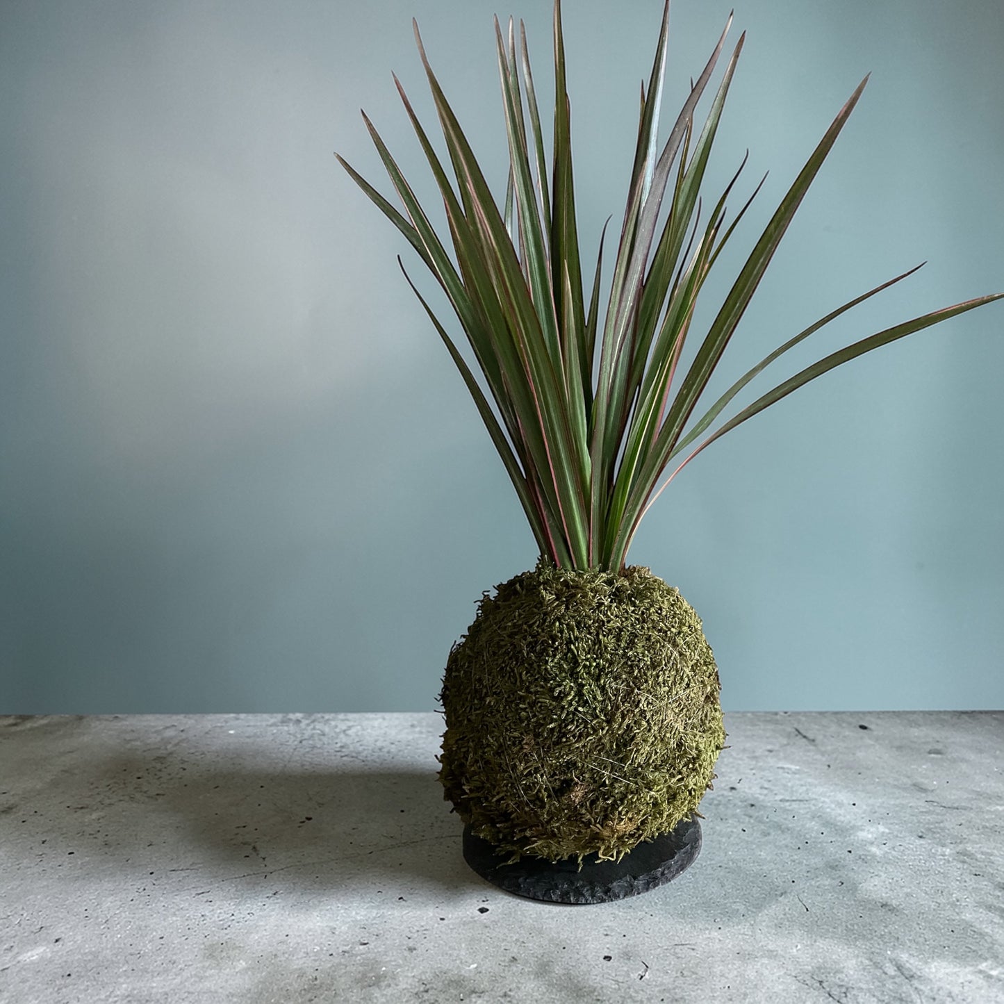 Bicolor Dragon Tree (Dracaena)