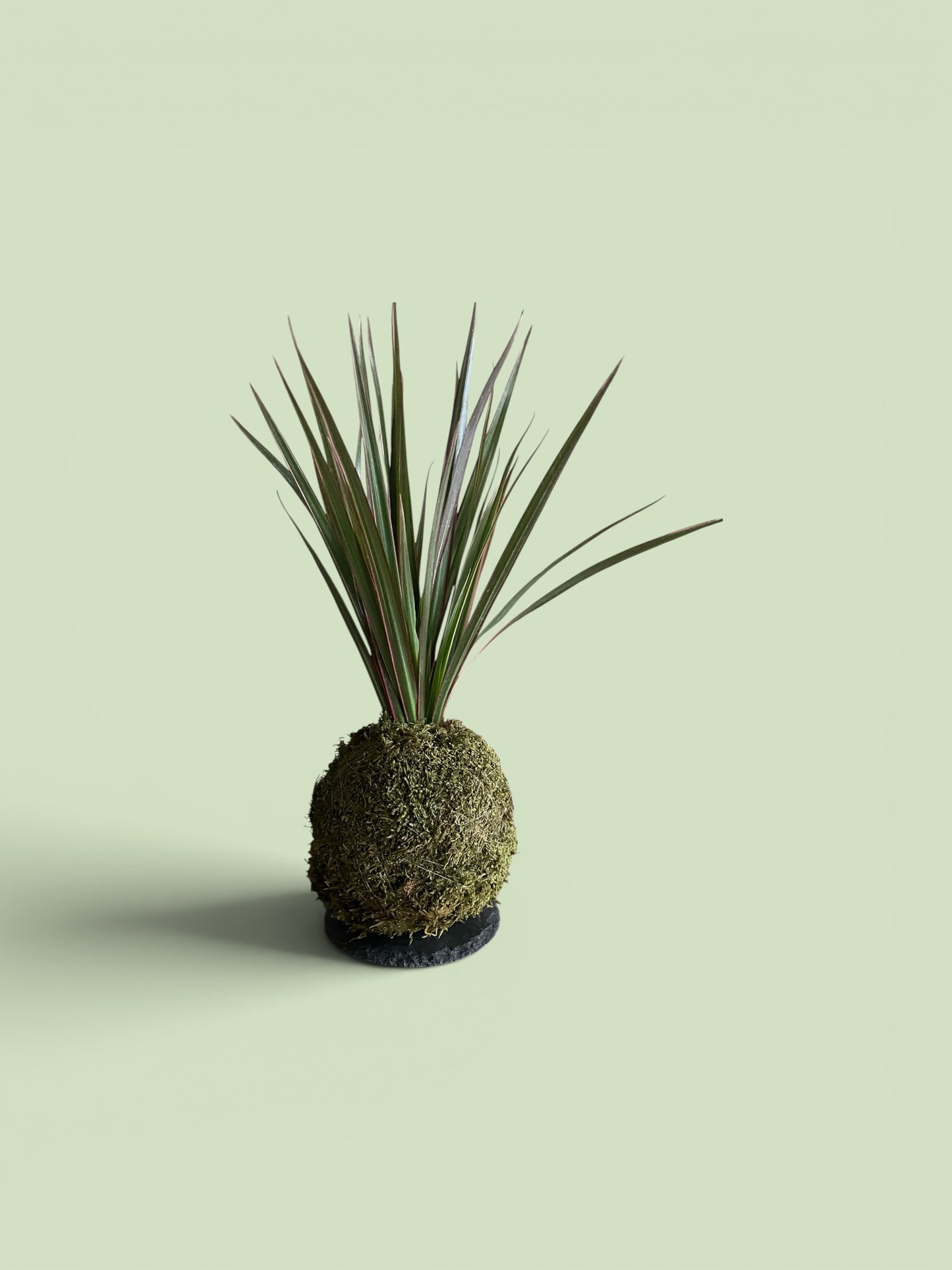 Bicolor Dragon Tree (Dracaena)