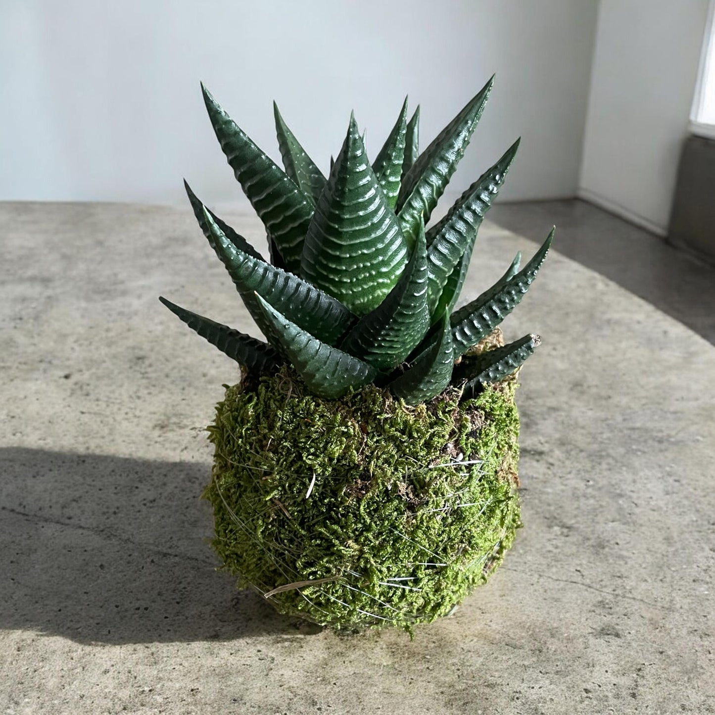 Haworthia Kingiana