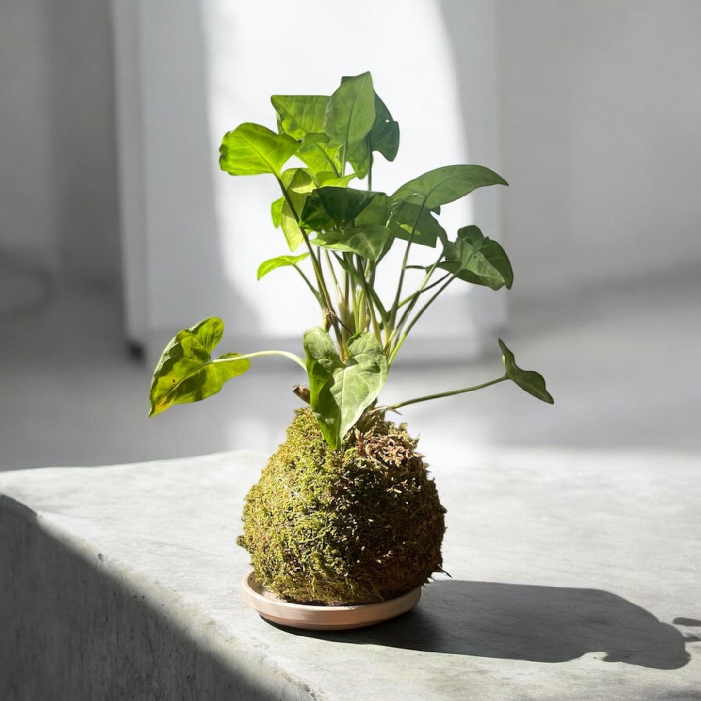 Syngonium 'podophyllum' Kokedama
