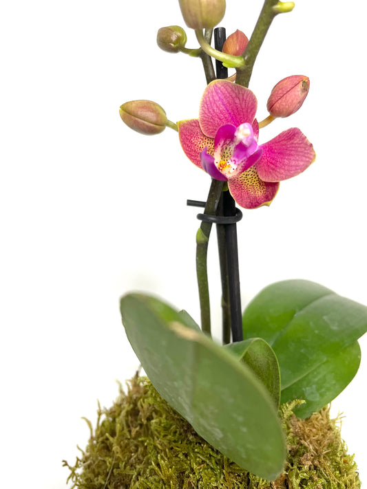 Mini Orquid Kokedama